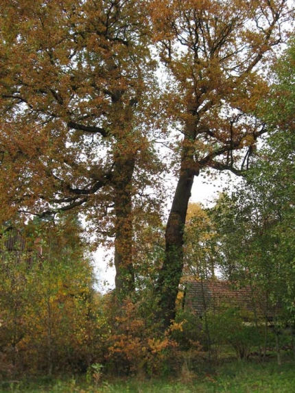 Bild 1 von 2 Eichen am Strickstroot